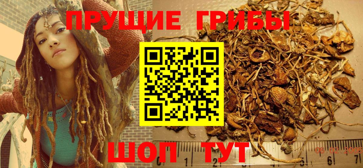 Галлюциногенные грибы Psilocybine cubensis  Псилоцибиновые грибы MAGIC MUSHROOMS  Вход с VPN  Канаш 